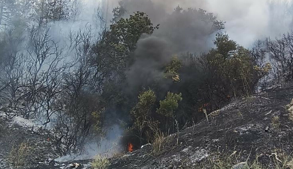 Çanakkale'deki orman yangını kontrol altına alındı Çanakkale'deki orman yangını kontrol altına alındı