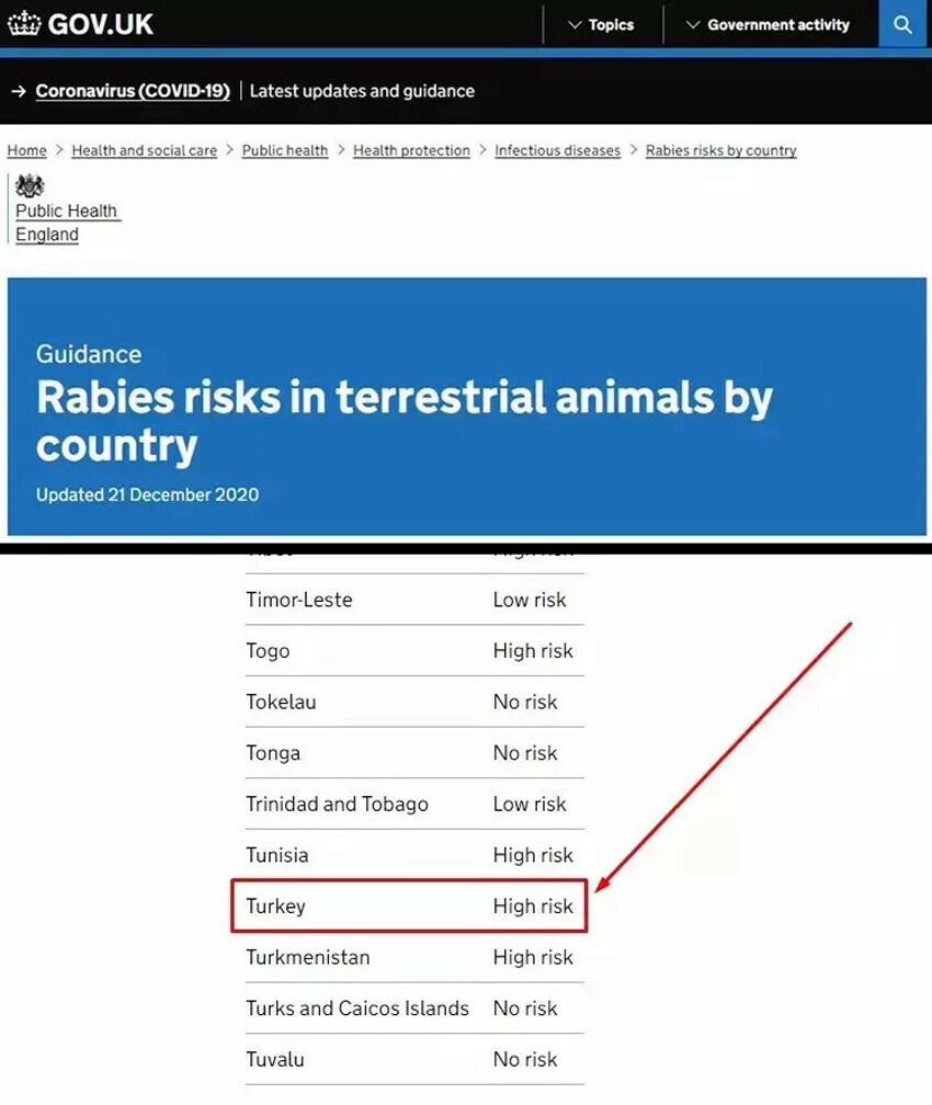 Sokak köpekleri dünyanın derdi: Türkiye'deki tehlike turisti kaçırıyor