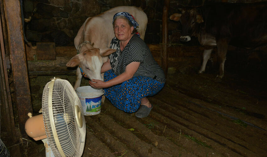 Evindeki tek vantilatörü inekleri için kullanıyor: Onlar da bir can taşıyor