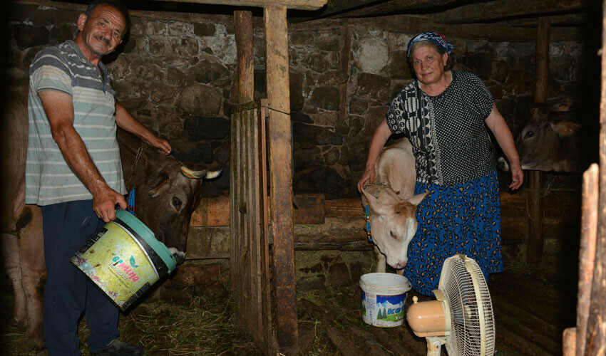 Evindeki tek vantilatörü inekleri için kullanıyor: Onlar da bir can taşıyor
