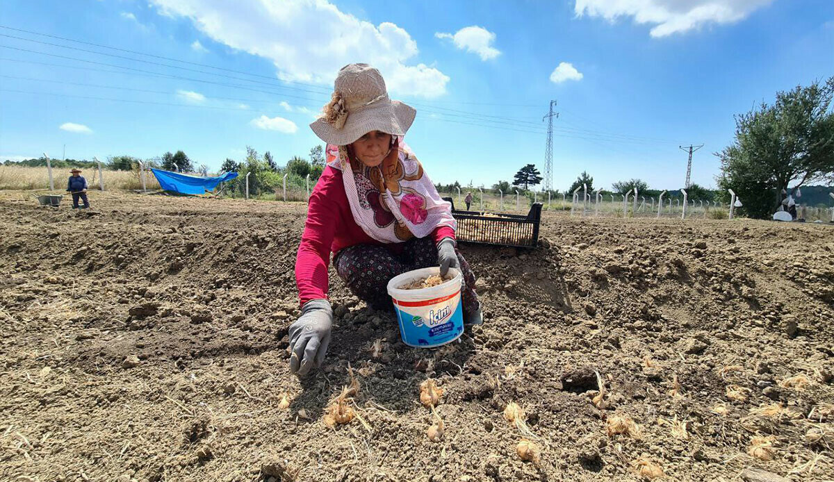 Dünyanın en pahalı baharatı! 80 bin çiçekten sadece 500 gram üretilebiliyor: Görüntüsüyle kendine hayran bırakıyor