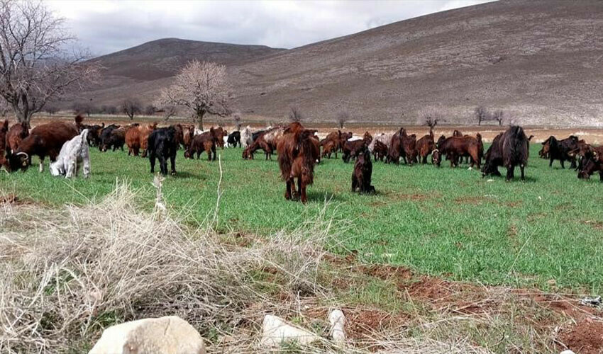Sıfırdan başladı, çiftlik kurdu: Bir çift keçiden binlercesine