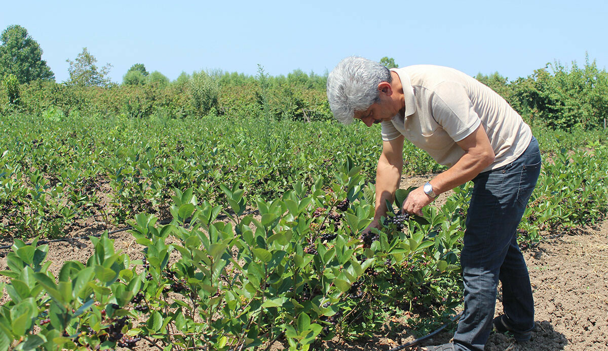 Hem karlı hem masrafsız… 'Süper meyve' çiftçinin yüzünü güldürüyor!