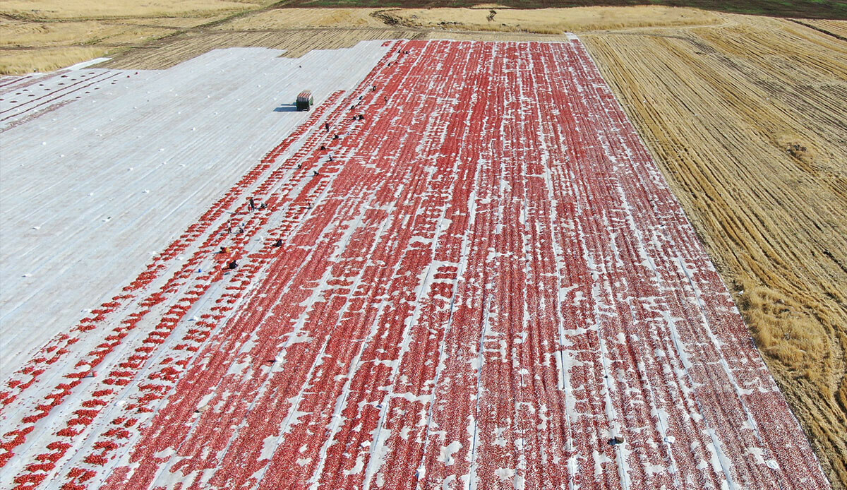 Bölge halkına istihdam kapısı oldu… Siverek’ten dünyaya ihraç ediliyor!