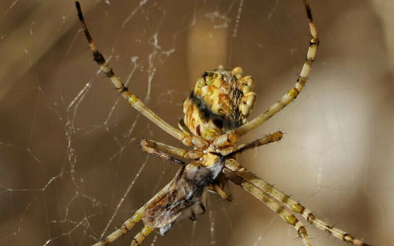 Eşini yemesiyle biliniyor... Dünyanın en zehirlisi: O ilimizde ortaya çıktı!