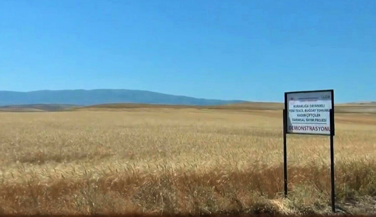 Kuraklığa dayanıklı buğday toprakla buluştu! Hasat çiftçiyi bile şaşırttı