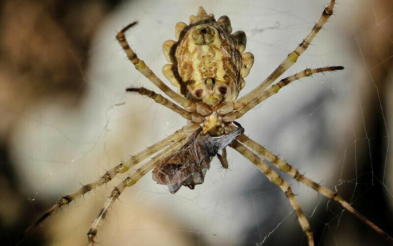 Eşini yemesiyle biliniyor... Dünyanın en zehirlisi: O ilimizde ortaya çıktı!