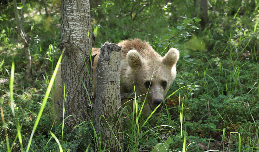 Tehlikeli oyun: Ayılarla kovalamaca kameralara yansıdı