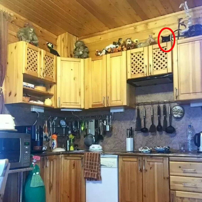 Mutfakta saklanan kedi nerede? 6 saniyede bulanlar mükemmel gözlere sahip!