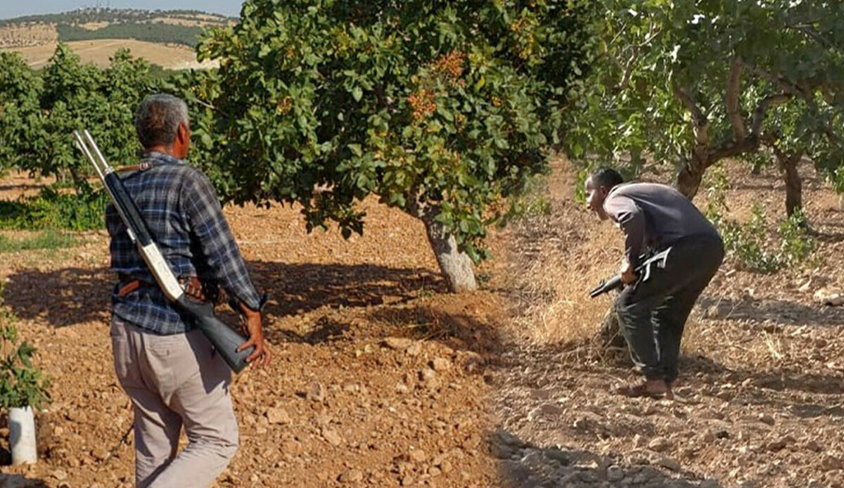 Çiftçiler silahlandı! Kilosu dudak uçuklatıyor… Yeşil altın için gece gündüz nöbetteler