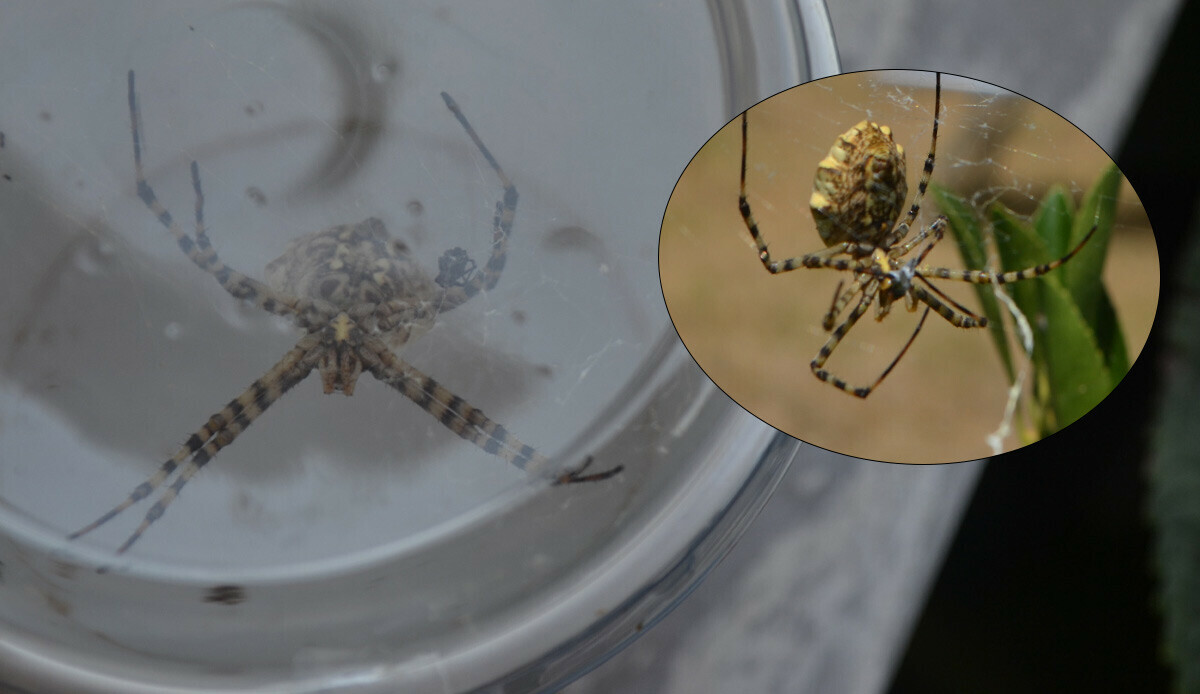 Eşlerini yiyen dünyanın en zehirli örümceği Ayvalık