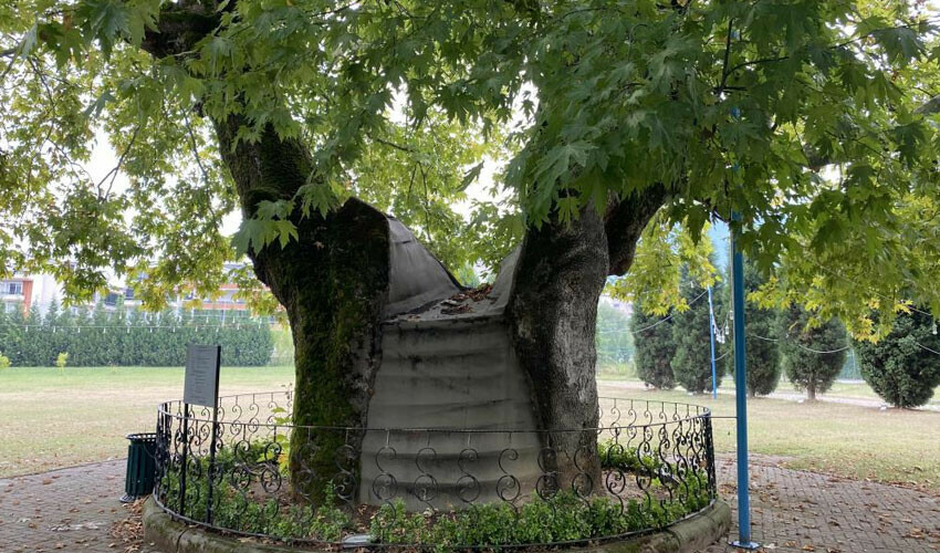 Yaşını duyunca inanamayacaksınız! Yıllara meydan okuyor, herkes gözü gibi bakıyor