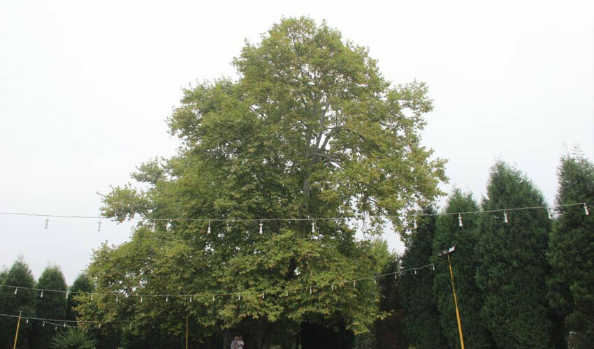 Yaşını duyunca inanamayacaksınız! Yıllara meydan okuyor, herkes gözü gibi bakıyor