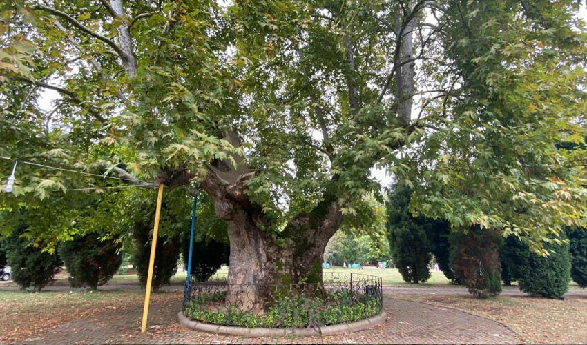 Yaşını duyunca inanamayacaksınız! Yıllara meydan okuyor, herkes gözü gibi bakıyor