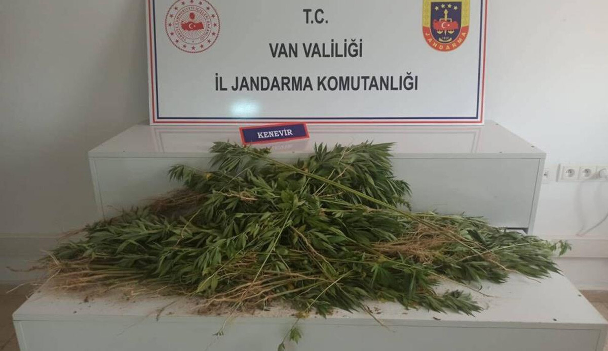 Erciş’te 237 kök Hint keneviri ele geçirildi Erciş’te 237 kök Hint keneviri ele geçirildi
