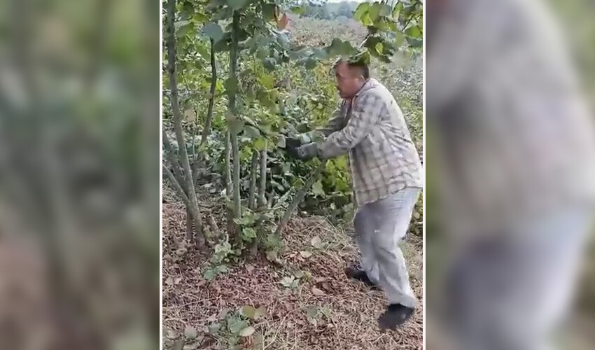 Fındık dallarını kesen üretici: Problemi kökünden hallediyorum