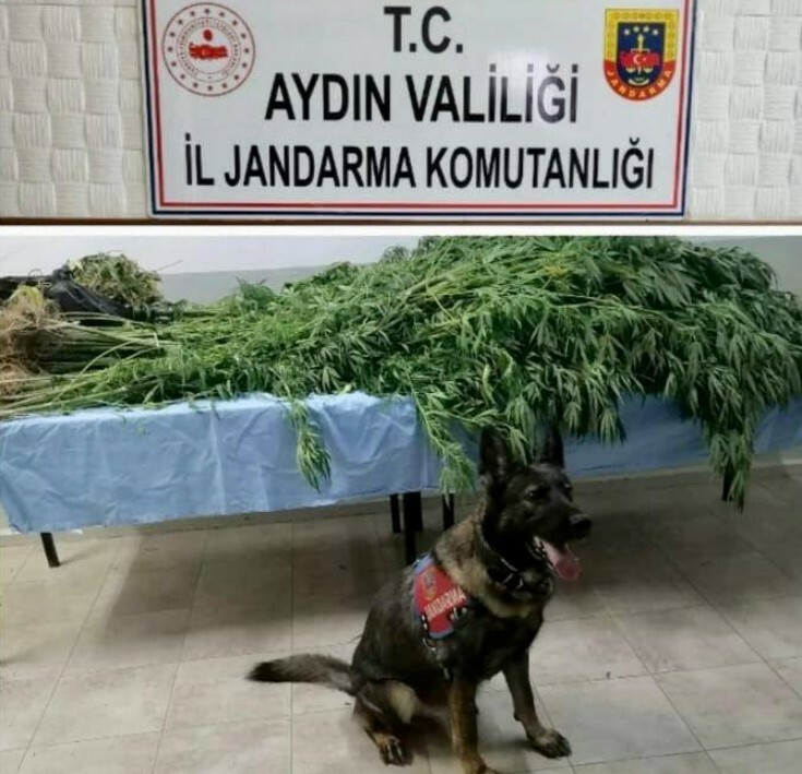 Aydın’da operasyon! Suçüstü yakalandılar