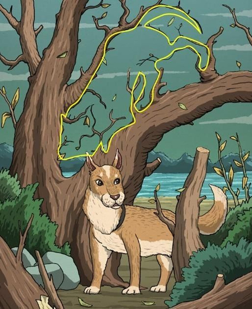 Zekayı ölçen test: Gizli kediyi 13 saniyede bulan ‘dahi’ olarak adlandırılıyor Zekayı ölçen test: Gizli kediyi 13 saniyede bulan ‘dahi’ olarak adlandırılıyor