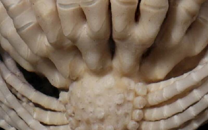 Okyanusun derinliklerinde keşfedildi… Çileğe benziyor: 20’ye yakın kolu var!