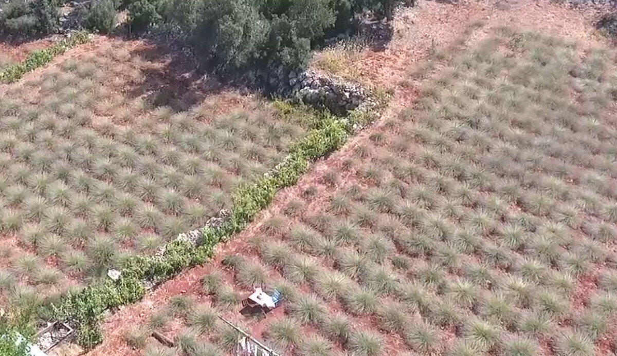 Atıl arazi gelir kaynağı oldu! Hasattan beklenti yüksek: Çevre illerden duyan akın ediyor, bölgede tek