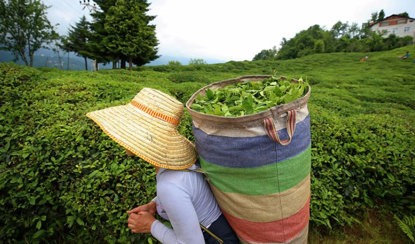 Dünya Türk çayı içiyor: Türk çayı ihracatta 7 ayda 17 milyon dolara ulaştı Dünya Türk çayı içiyor: Türk çayı ihracatta 7 ayda 17 milyon dolara ulaştı