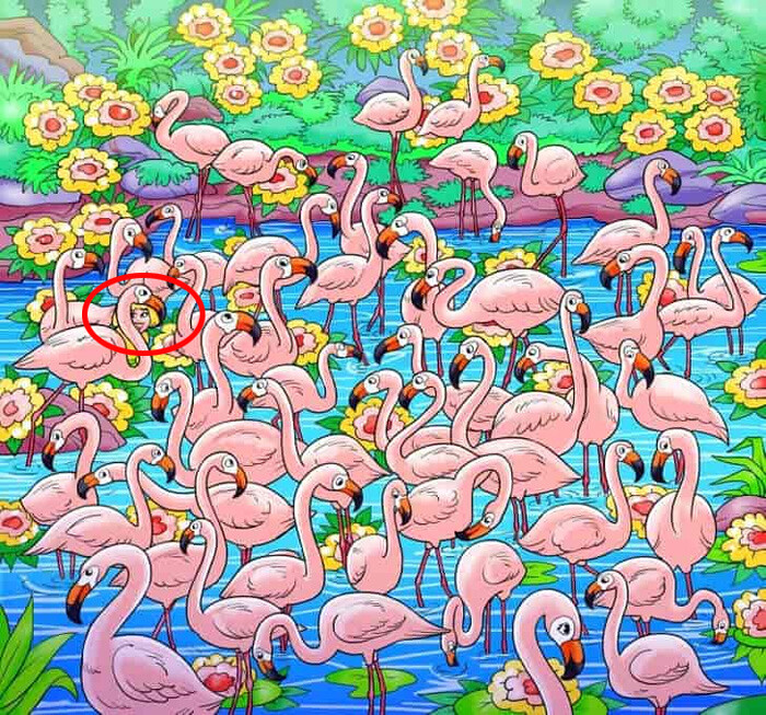 Süre: 6 saniye! Flamingoların arasındaki gizlenen kızı keskin gözlüler buluyor