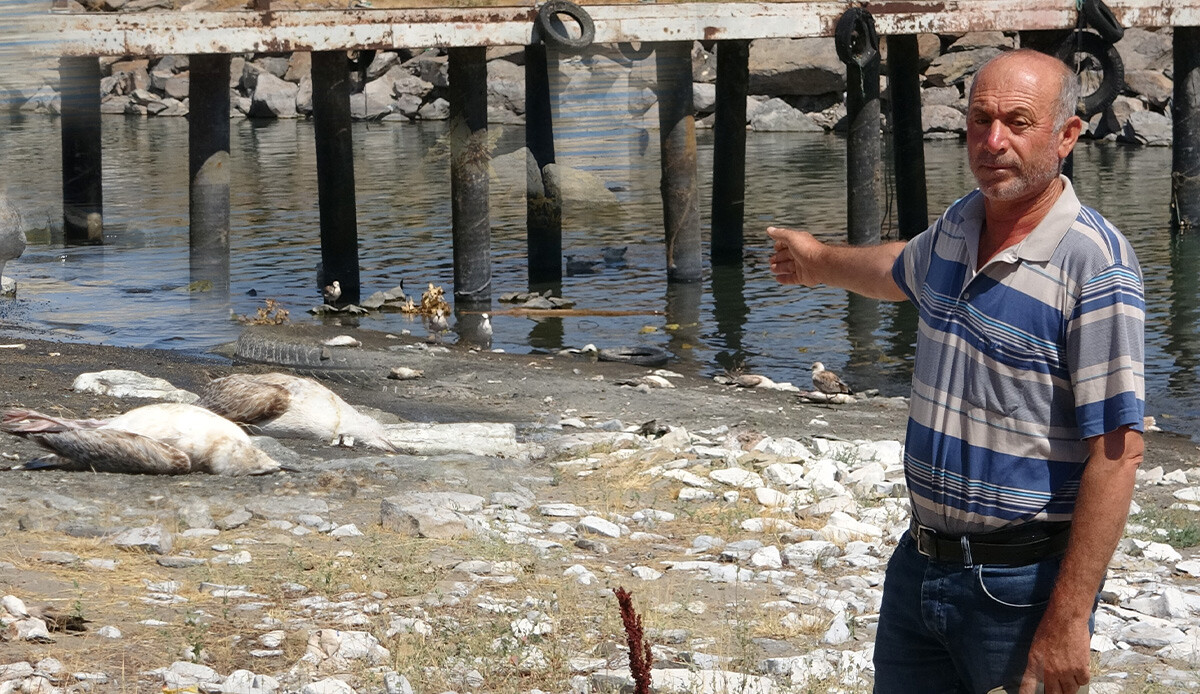 Van Gölü’nde binlerce martı öldü: Tedirgin ölümlerinin sebebi belli oldu