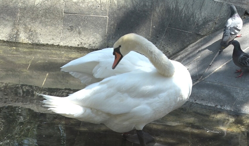 Başkentte sıcak hava vatandaşları bunalttı, hafta sonuna kadar devam edecek
