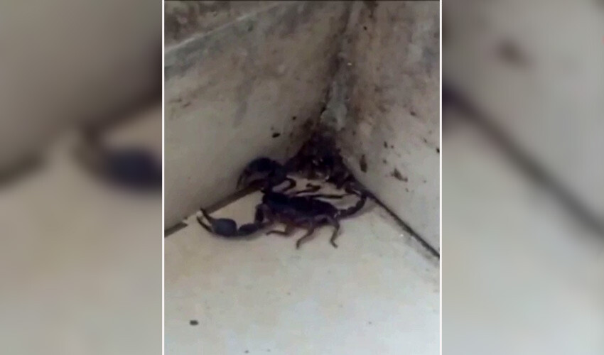 Sultangazi'de evine kocaman akrep girdi, korku dolu anlar yaşadı, o anları kameraya aldı
