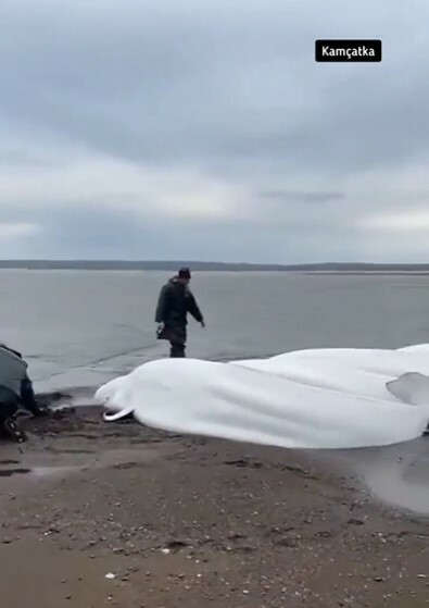 Karaya oturan beş beyaz balina balıkçılar tarafından kurtarıldı