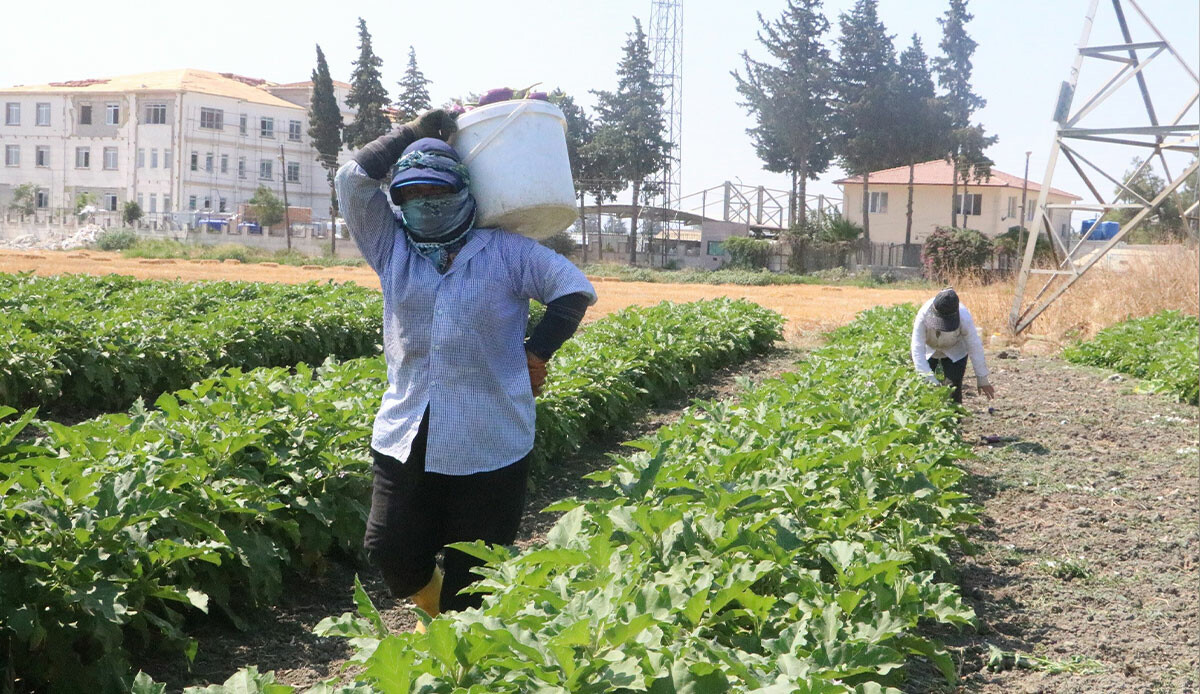 Enkaz kentte 50 derecede zorlu mesai! Hasat bereketli, fiyat üreticiyi tatmin etmiyor