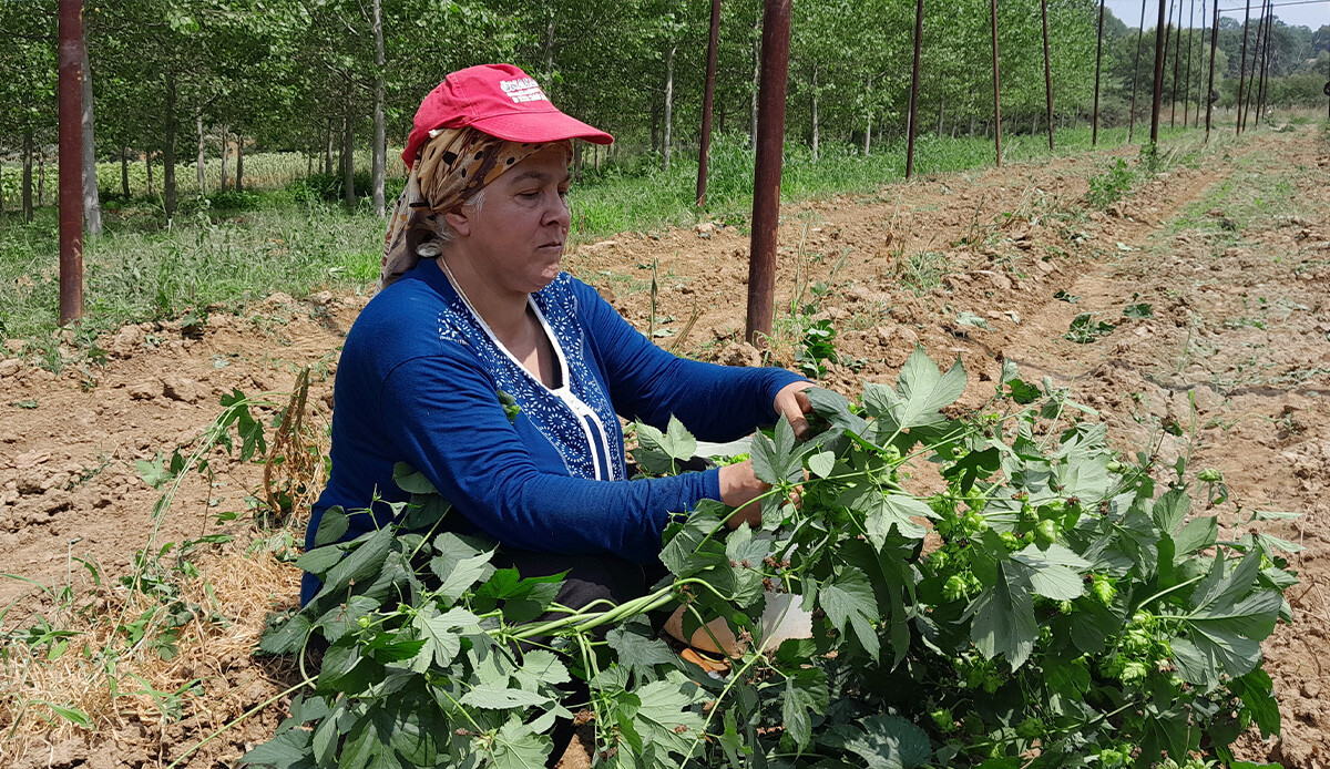 Türkiye'de sadece bir kentte yetişiyor, 500 ailenin geçim kaynağı! Endüstriyel bitkinin alım fiyatı belli oldu