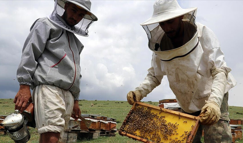 Bambaşka bir hasat: İğne oyası kadar zor! Kadınlar ev ekonomisine katkıda bulunuyor