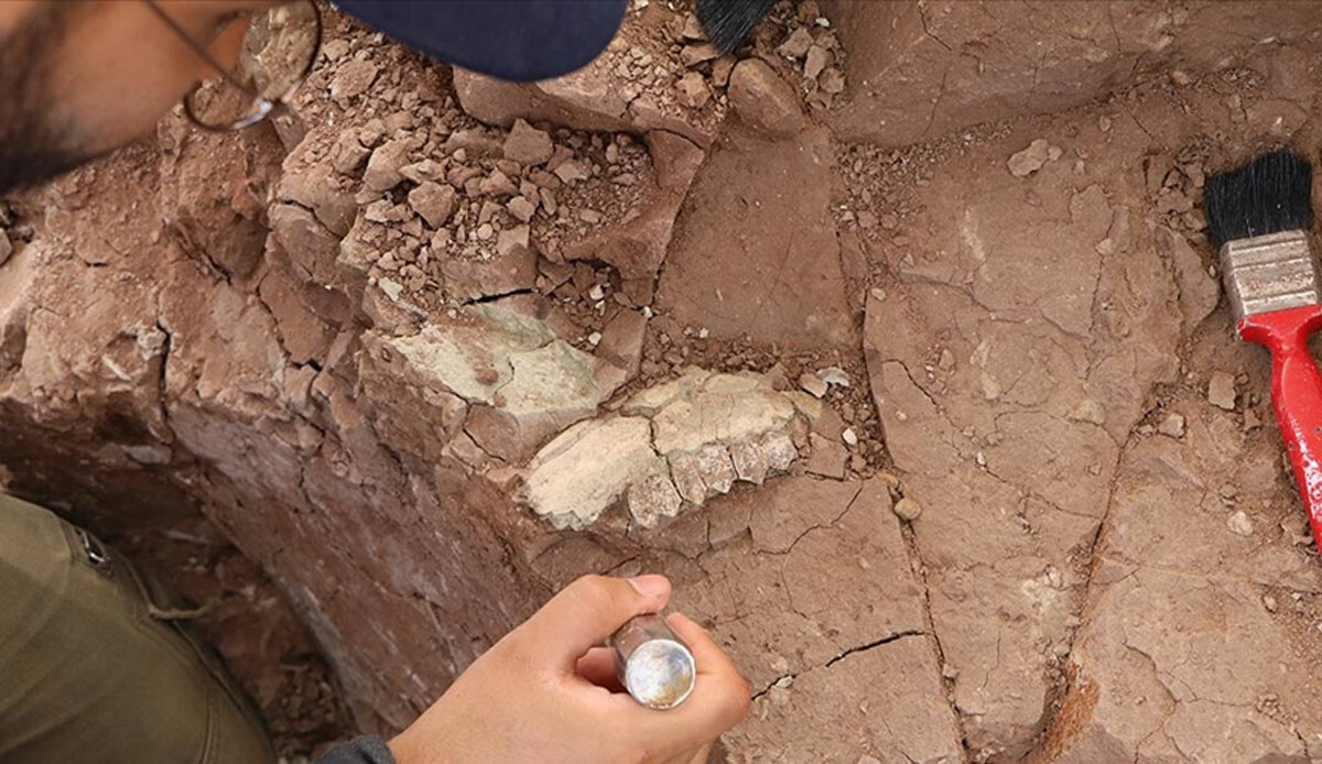 Çankırı'da bulundu: 40 türe ait, 9 milyon yıllık binlerce fosil Dünya tarihine ışık tutacak