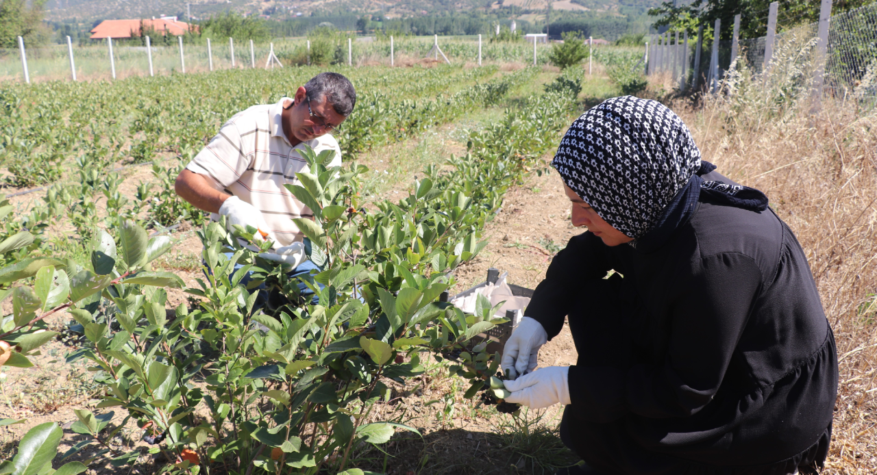 Süper meyve hasadı başladı...Tek tek elle toplanıyor, kilosu 250 TL'den satılıyor