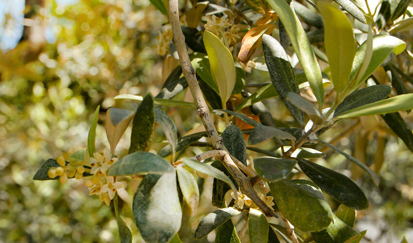 İbn-i Sina’nın bin yıl önce yazdığı formül… Şeker hastalığının kökünü kurutuyor