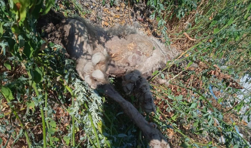 Vicdansızlığın bu kadarı! Çoban köpeğini tüfekle vurup, çöplüğe attılar