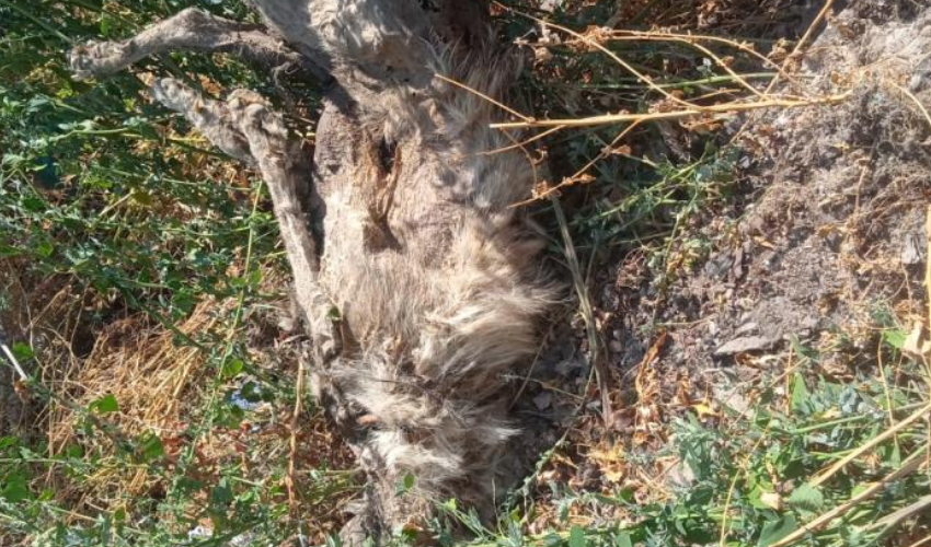 Vicdansızlığın bu kadarı! Çoban köpeğini tüfekle vurup, çöplüğe attılar