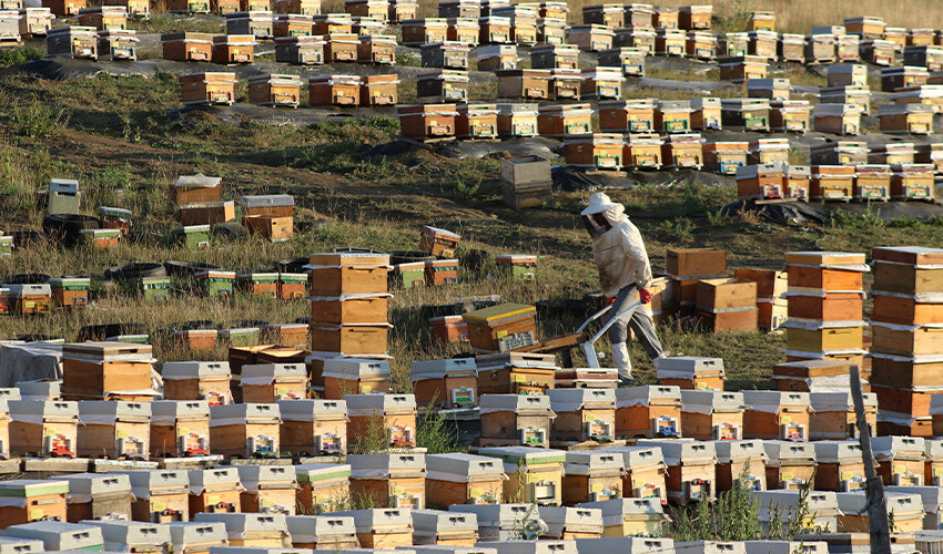 Sıcaklık ve iklim arıları da etkiledi: Bal rekoltesi düşüşte Sıcaklık ve iklim arıları da etkiledi: Bal rekoltesi düşüşte
