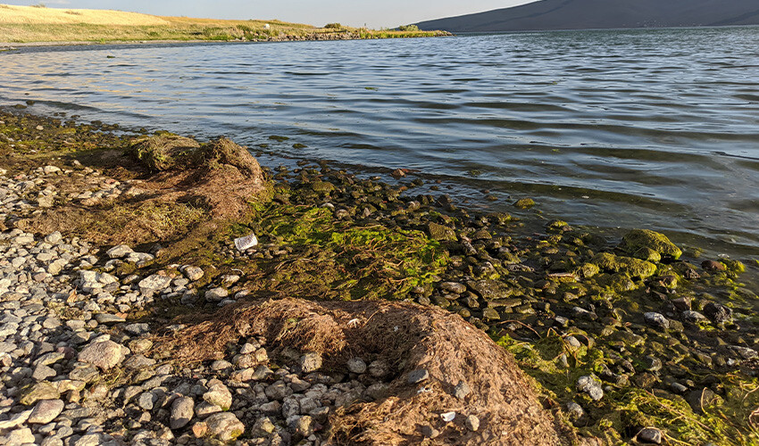Çıldır Gölü alarm veriyor, 30 yıldır böyle bir şey görülmedi