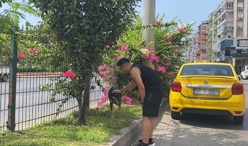 İşlek caddede trafiği alt üst eden köpek, sürücülere zor anlar yaşattı