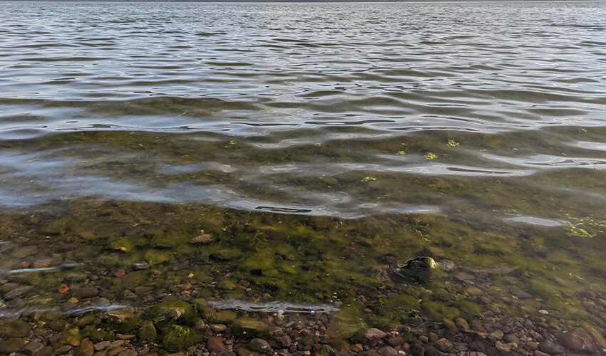 Çıldır Gölü alarm veriyor, 30 yıldır böyle bir şey görülmedi