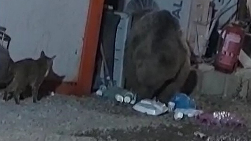 Kedi ve ayının ekmek kavgası gülümsetti Kedi ve ayının ekmek kavgası gülümsetti