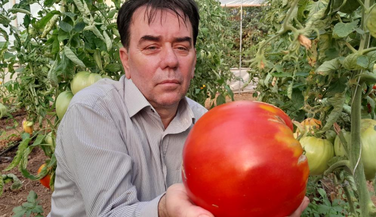 Dünyanın en büyük domateslerini üretiyor...Yeni rekoru kırmak için düğmeye bastı!