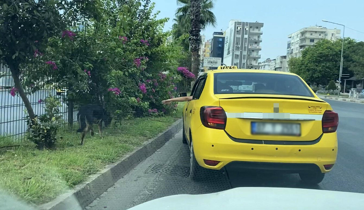 İşlek caddede trafiği alt üst eden köpek, sürücülere zor anlar yaşattı İşlek caddede trafiği alt üst eden köpek, sürücülere zor anlar yaşattı