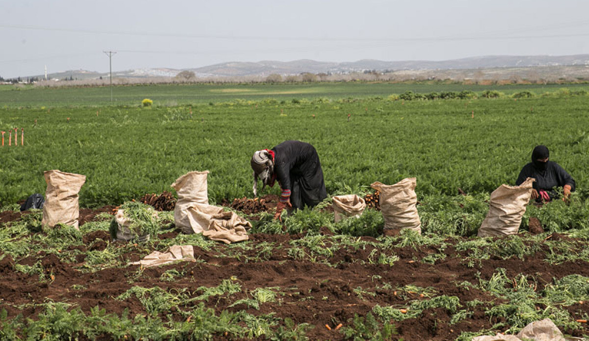 Hasat başladı, 400 bin ton için işçiler harekete geçti! Türkiye