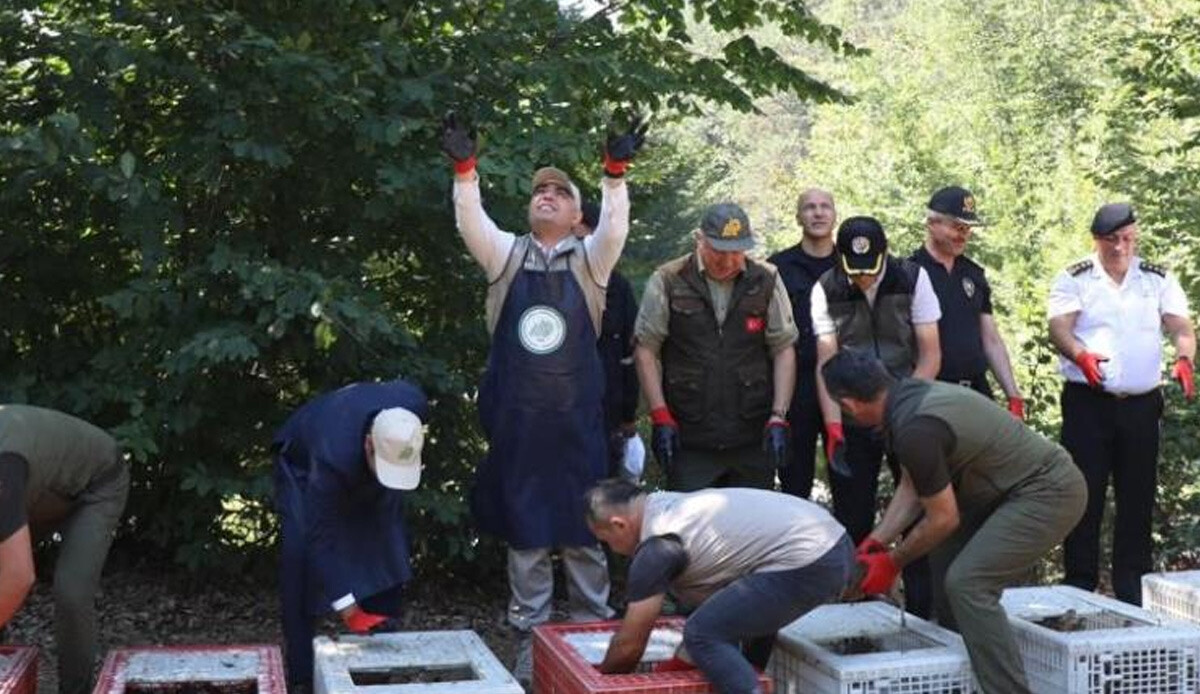 Türkiye'de sayıları azaldı, bakanlık başta olmak üzere ekipler harekete geçti! 500 adet bırakıldı, hızlı şekilde can katacak