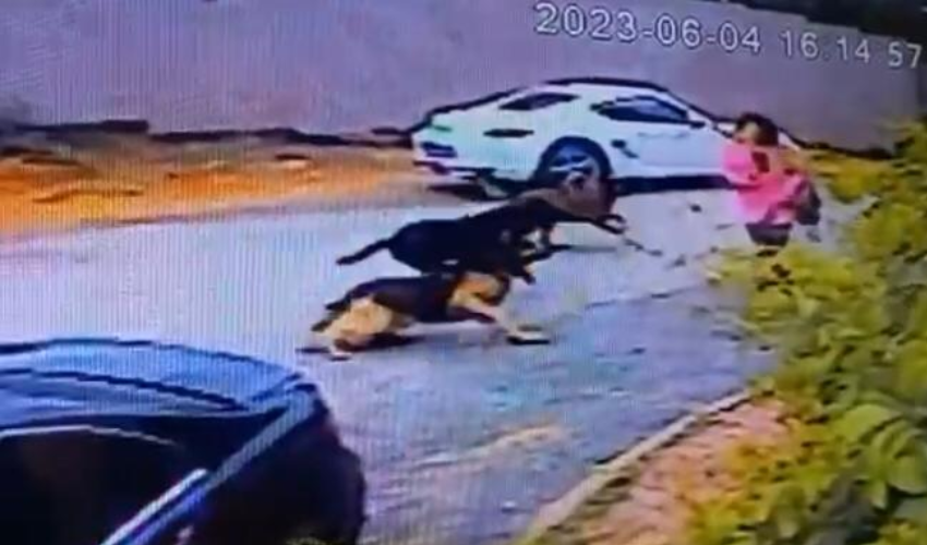 Sokak köpekleri dehşet saçtı! 1 kadını ısırdılar diğer zor kurtuldu...O anlar kameralara yansıdı! Sokak köpekleri dehşet saçtı! 1 kadını ısırdılar diğer zor kurtuldu...O anlar kameralara yansıdı!