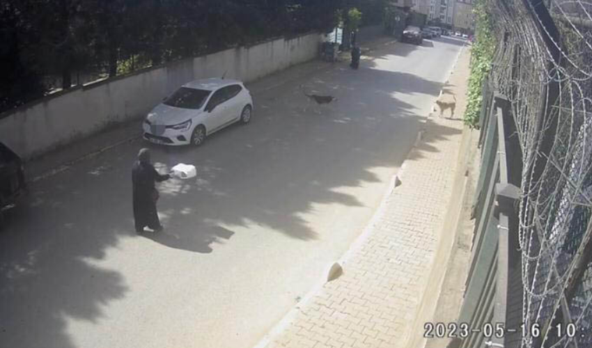Sokak köpekleri dehşet saçtı! 1 kadını ısırdılar diğer zor kurtuldu...O anlar kameralara yansıdı! Sokak köpekleri dehşet saçtı! 1 kadını ısırdılar diğer zor kurtuldu...O anlar kameralara yansıdı!