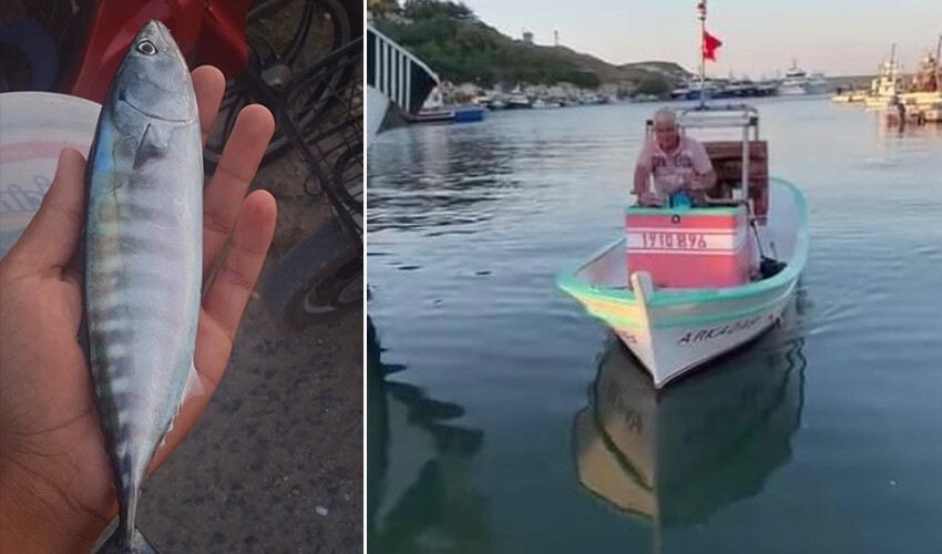 Şans getirdiğini düşünüyorlar: Palamudun yavrusunu tutan balıkçı mutluluktan havalara uçtu